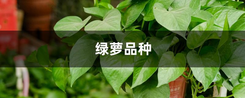 绿萝品种 绿萝品种