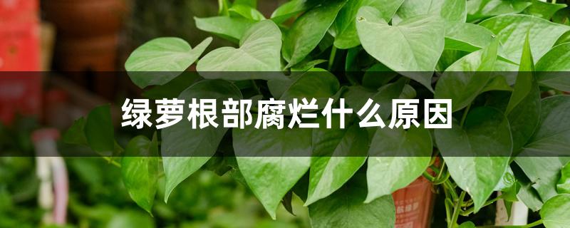 绿萝根部腐烂什么原因 绿萝根部腐烂什么原因