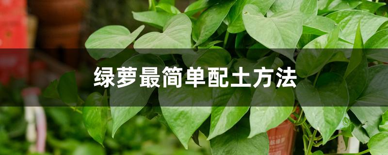 绿萝最简单配土方法 绿萝最简单配土方法