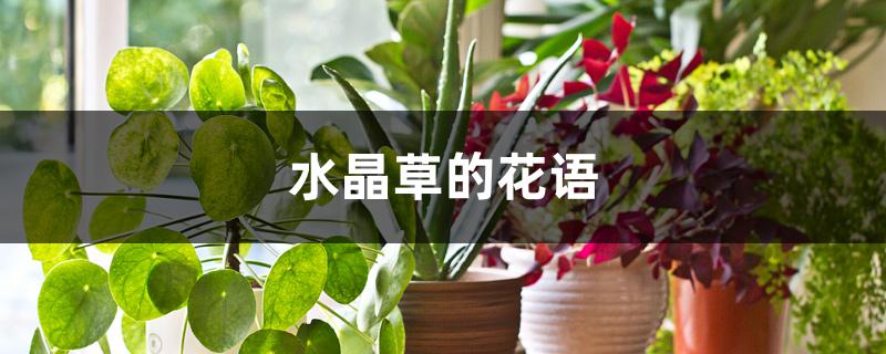 水晶草的花语 水晶草的花语