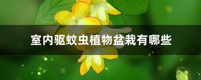 室内驱蚊虫植物盆栽有哪些 室内驱蚊虫植物盆栽有哪些