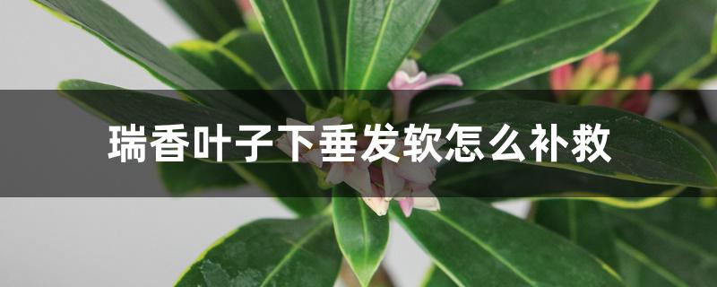 瑞香叶子下垂发软怎么补救 瑞香叶子下垂发软怎么补救