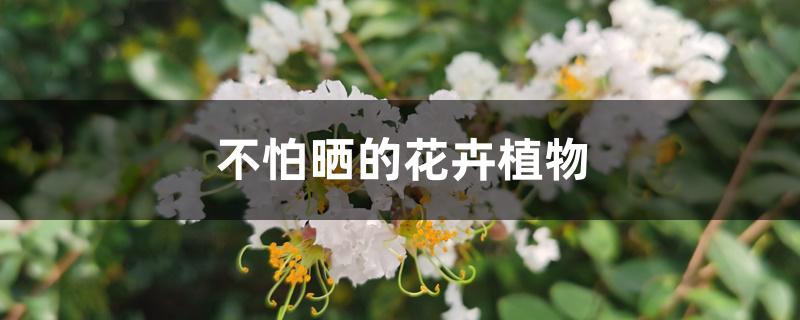 不怕晒的花卉植物 不怕晒的花卉植物