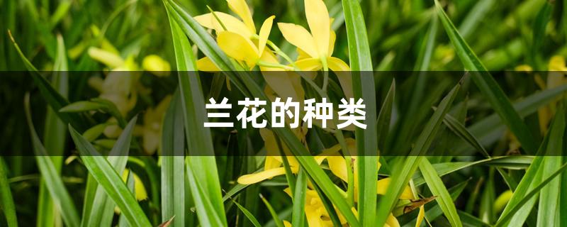 兰花的种类 兰花的种类