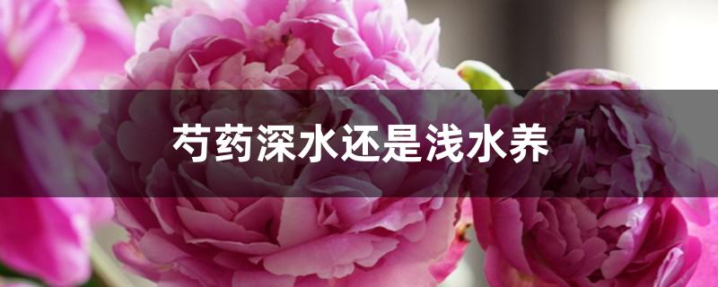 芍药深水还是浅水养 芍药深水还是浅水养