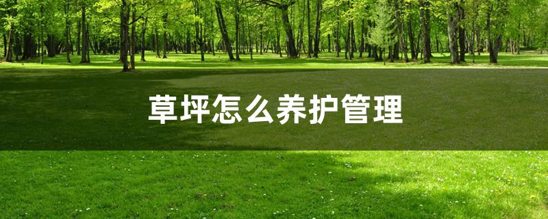 草坪怎么养护管理 草坪怎么养护管理