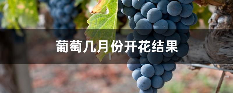 葡萄几月份开花结果 葡萄几月份开花结果