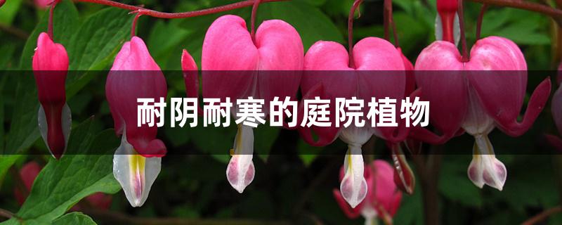 耐阴耐寒的庭院植物 耐阴耐寒的庭院植物