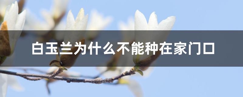 白玉兰为什么不能种在家门口 白玉兰为什么不能种在家门口