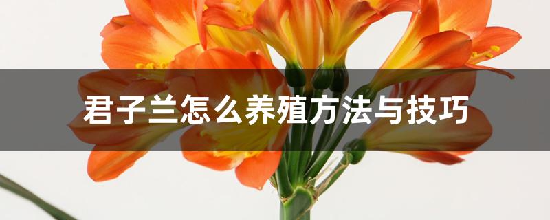 君子兰怎么养殖方法与技巧 君子兰怎么养殖方法与技巧