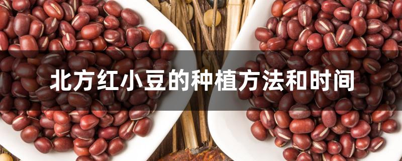 北方红小豆的种植方法和时间 北方红小豆的种植方法和时间
