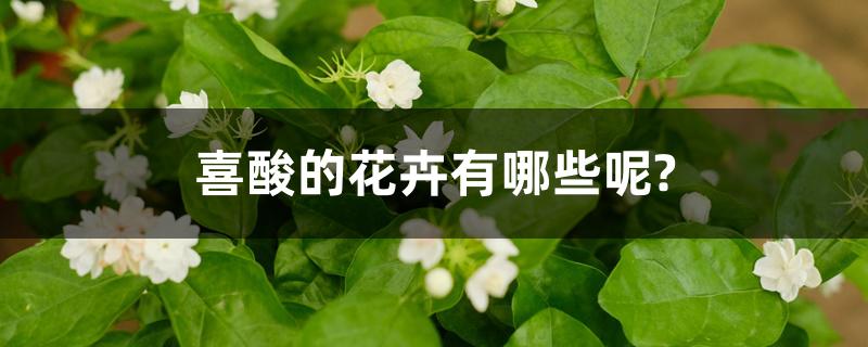 喜酸的花卉有哪些呢? 喜酸的花卉有哪些呢?