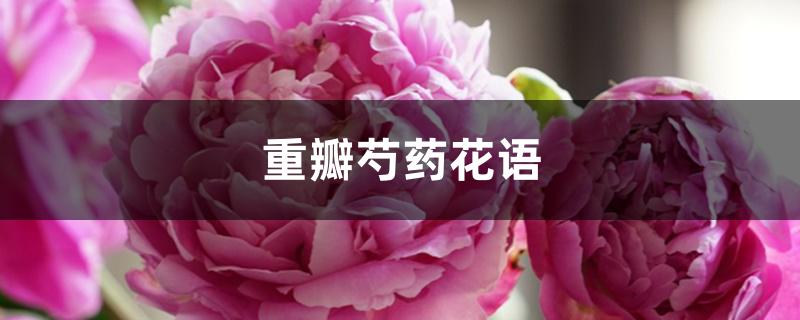 重瓣芍药花语 重瓣芍药花语
