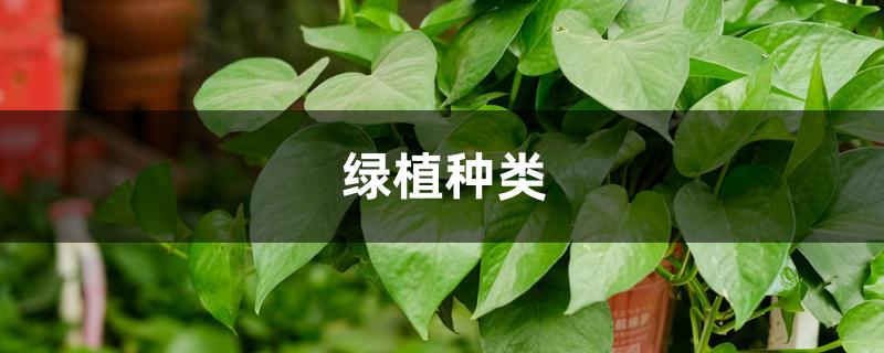 绿植种类 绿植种类