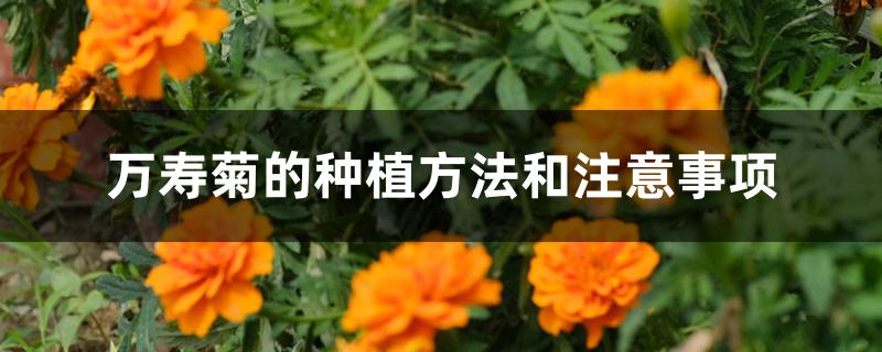 万寿菊的种植方法和注意事项 万寿菊的种植方法和注意事项