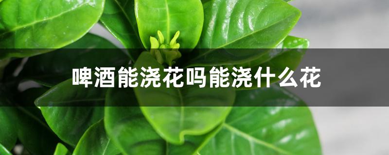 啤酒能浇花吗能浇什么花 啤酒能浇花吗能浇什么花