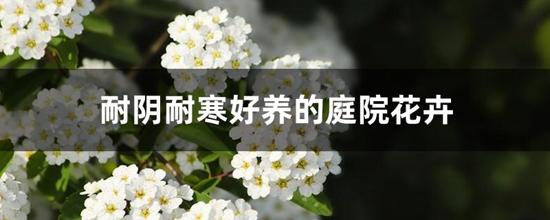 耐阴耐寒好养的庭院花卉 耐阴耐寒好养的庭院花卉