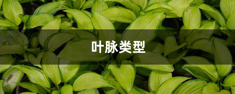 叶脉类型 叶脉类型