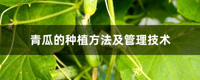 青瓜的种植方法及管理技术 青瓜的种植方法及管理技术