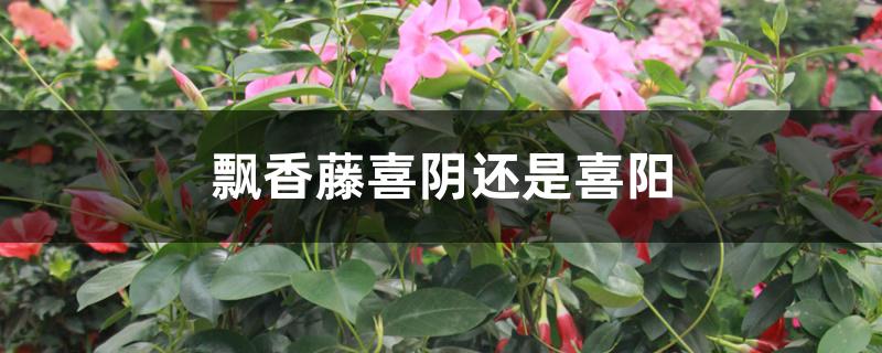 飘香藤喜阴还是喜阳 飘香藤喜阴还是喜阳