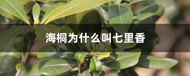 海桐为什么叫七里香 海桐为什么叫七里香