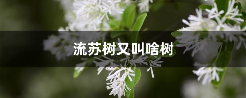 流苏树又叫啥树 流苏树又叫啥树