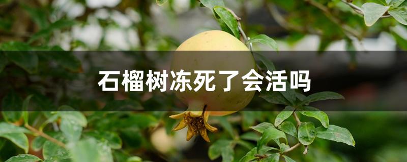 石榴树冻死了会活吗 石榴树冻死了会活吗