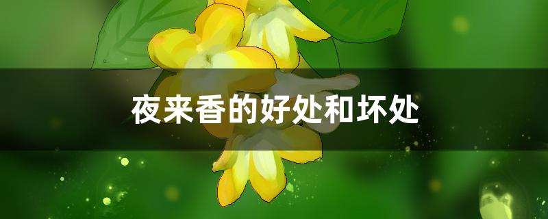 夜来香的好处和坏处 夜来香的好处和坏处