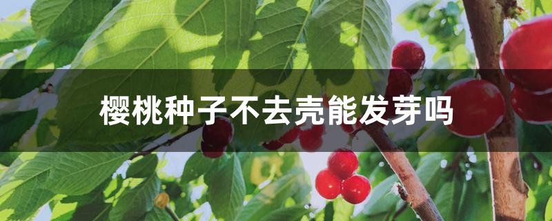 樱桃种子不去壳能发芽吗 樱桃种子不去壳能发芽吗