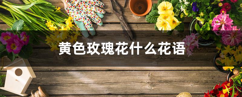 黄色玫瑰花什么花语 黄色玫瑰花什么花语