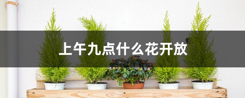 上午九点什么花开放 上午九点什么花开放