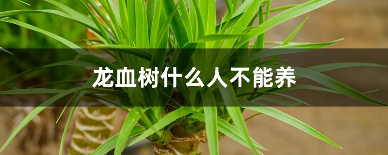 龙血树什么人不能养 龙血树什么人不能养