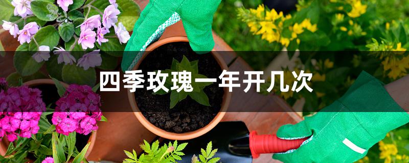 四季玫瑰一年开几次 四季玫瑰一年开几次