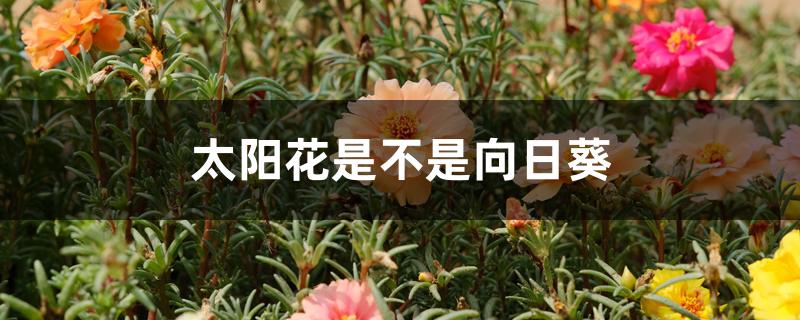 太阳花是不是向日葵 太阳花是不是向日葵