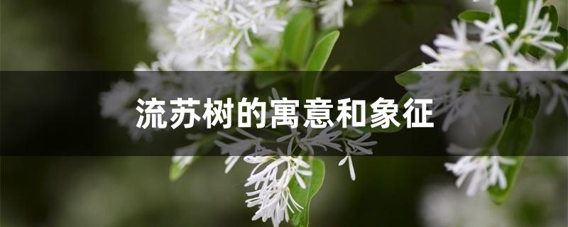 流苏树的寓意和象征 流苏树的寓意和象征