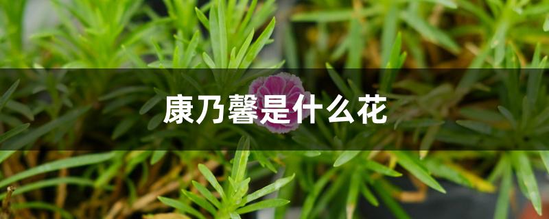 康乃馨是什么花 康乃馨是什么花