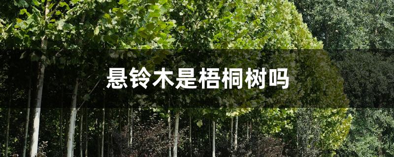 悬铃木是梧桐树吗 悬铃木是梧桐树吗