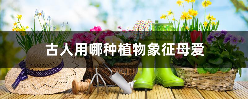 古人用哪种植物象征母爱 古人用哪种植物象征母爱