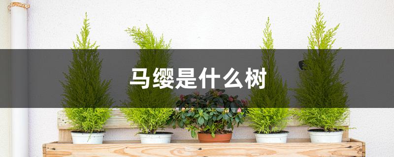 马缨是什么树 马缨是什么树