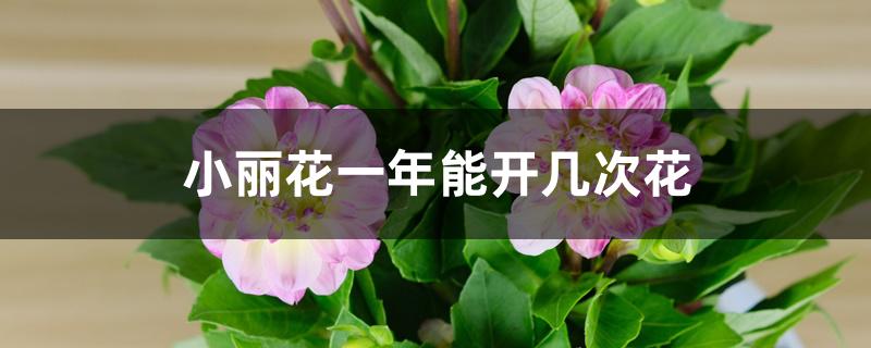 小丽花一年能开几次花 小丽花一年能开几次花