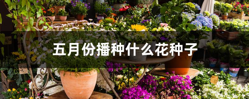 五月份播种什么花种子 五月份播种什么花种子