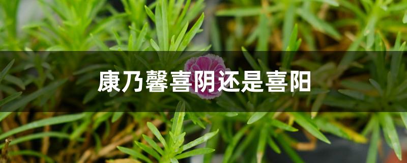 康乃馨喜阴还是喜阳 康乃馨喜阴还是喜阳