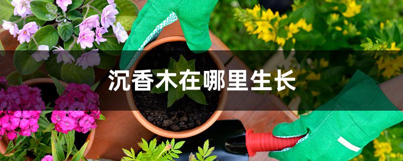 沉香木在哪里生长 沉香木在哪里生长