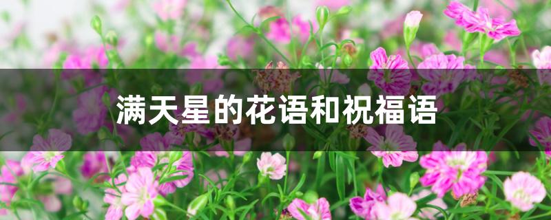 满天星的花语和祝福语 满天星的花语和祝福语