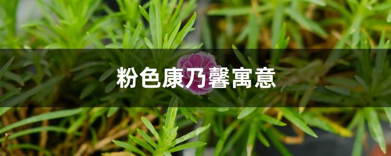 粉色康乃馨寓意 粉色康乃馨寓意