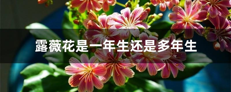 露薇花是一年生还是多年生 露薇花是一年生还是多年生