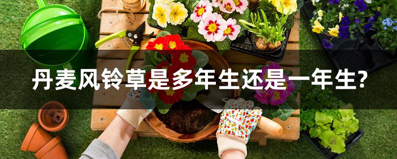 丹麦风铃草是多年生还是一年生? 丹麦风铃草是多年生还是一年生?