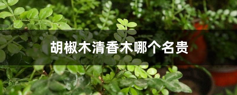 胡椒木清香木哪个名贵 胡椒木清香木哪个名贵