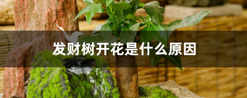 发财树开花是什么原因 发财树开花是什么原因