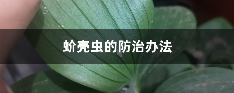 蚧壳虫的防治办法 蚧壳虫的防治办法